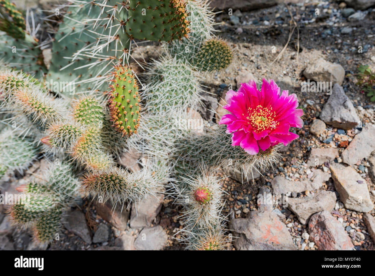 Rouge Fleur de cactus Opuntia Colarado Banque D'Images