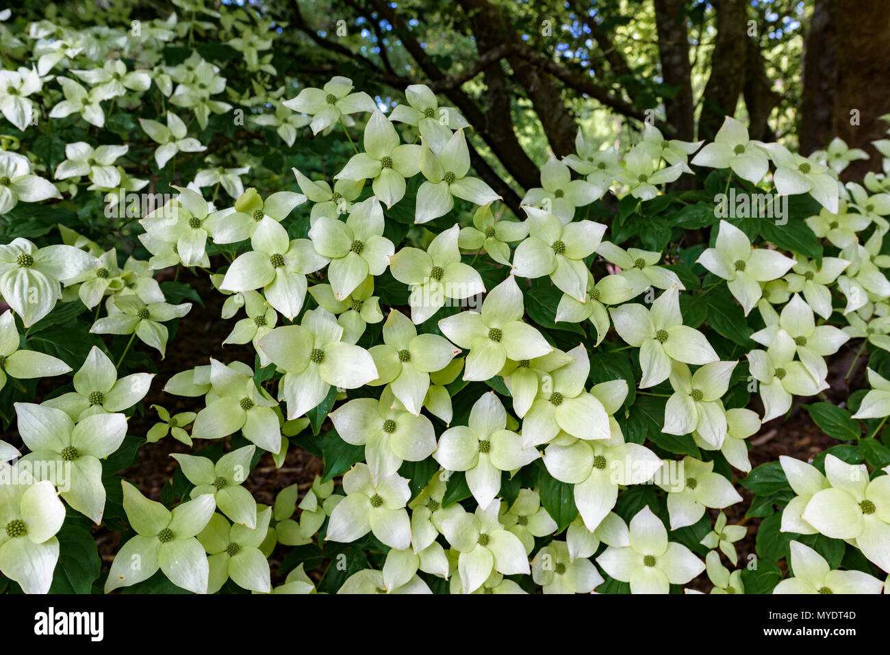 Cornus kousa Banque D'Images