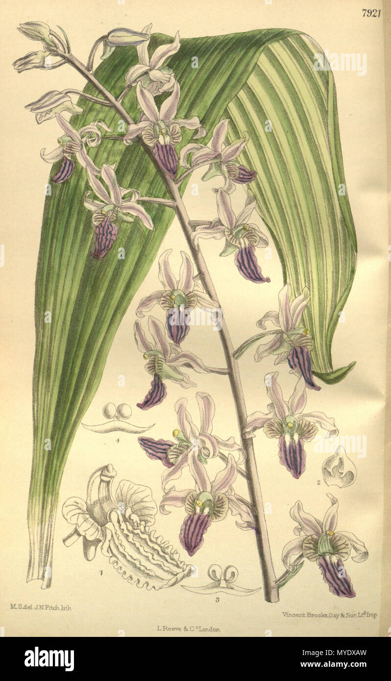 . Illustration d'Eulophia cristata (syn. Lissochilus purpuratus) . 1903. M. S. del. (  = Matilda Smith, 1854-1926), J. N. Fitch lith. (  = John Nugent Fitch, 1840-1927) Description par William Botting Hemsley (1843-1924) 171 Eulophia cristata (comme Lissochilus purpuratus) - Curtis' 129 (Ser. N° 3 59) pl. 7921 (1903) Banque D'Images