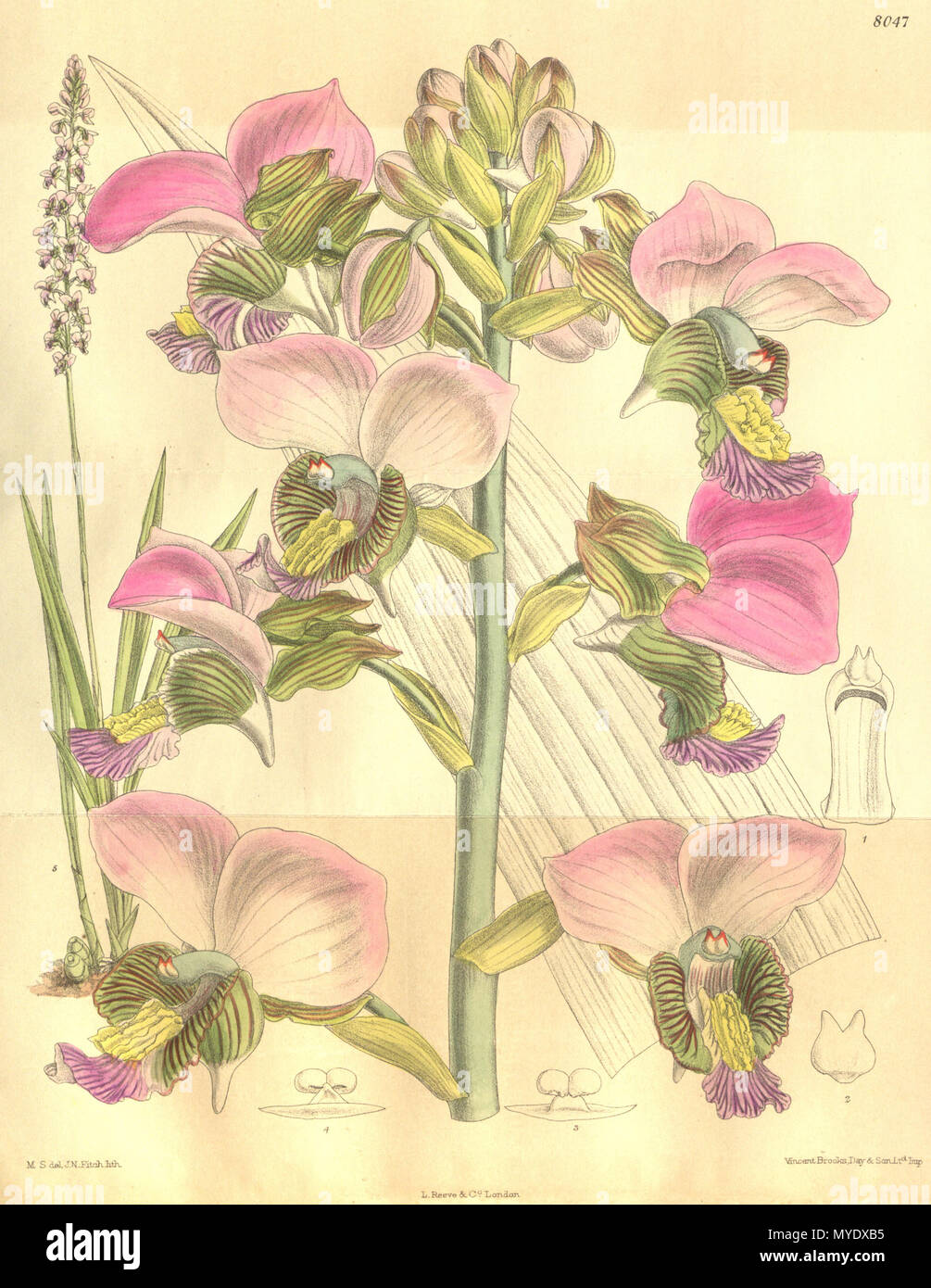 . Illustration d'Eulophia rosea (comme syn. Mahonii Lissochilus, écrit par Rolfe comme Lissochilus mahoni) . 1905. M. S. del. (  = Matilda Smith, 1854-1926), J. N. Fitch lith. (  = John Nugent Fitch, 1840-1927) Description par R. A. Rolfe (1855-1921) 171 Eulophia rosea (comme mahonii Lissochilus Lissochilus mahoni, en toutes lettres) - Curtis' 131 (Ser. N° 4 1) pl. 8047 Banque D'Images