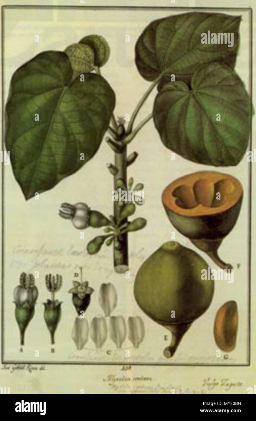. Anglais : Huayaquilensis La flore a été perdu depuis plus de 200 ans dans les archives de la Royal Botanical Gardens à Madrid et en 1985, le Dr Eduardo Estrella a trouvé des preuves Juan José Tafalla Navascués, Amérique du Sud, pays de l'Audiencia de Quito et ses articles non publiés et après trois ans de travail dans la fonction archives Huayaquilensis la flore. 11 août 2011. Juan Huayaquilensis Flore 182 Tafalla Banque D'Images