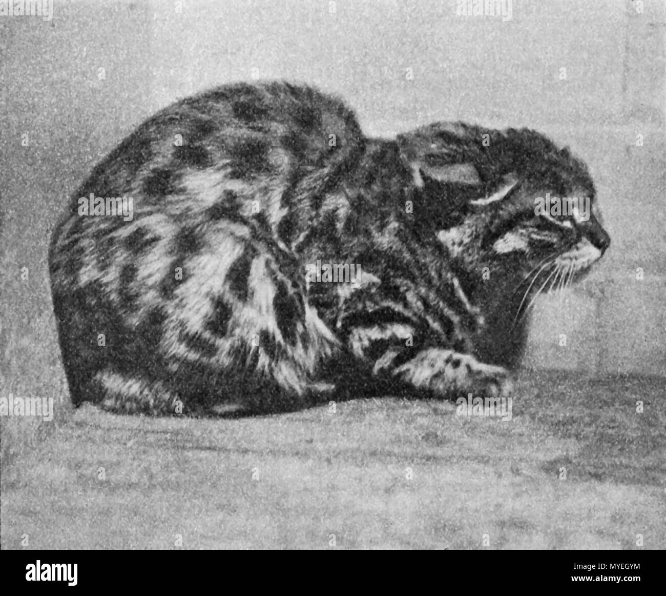 . English : Chat à pieds noirs au zoo de Londres (provenant probablement de l'est de l'Afrique du Sud). Été 1906 ou 1907 Anglais : Black-footed Cat (probablement de l'Est de l'Afrique du Sud) dans le Zoo de Londres, l'été 1906 ou 1907. 15 juin 2013, 10:51:18. R.I.Pocock (texte) 176 FelisNigripesZoo Banque D'Images