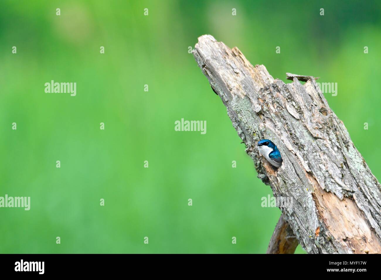 Hirondelles dans un nid Banque D'Images