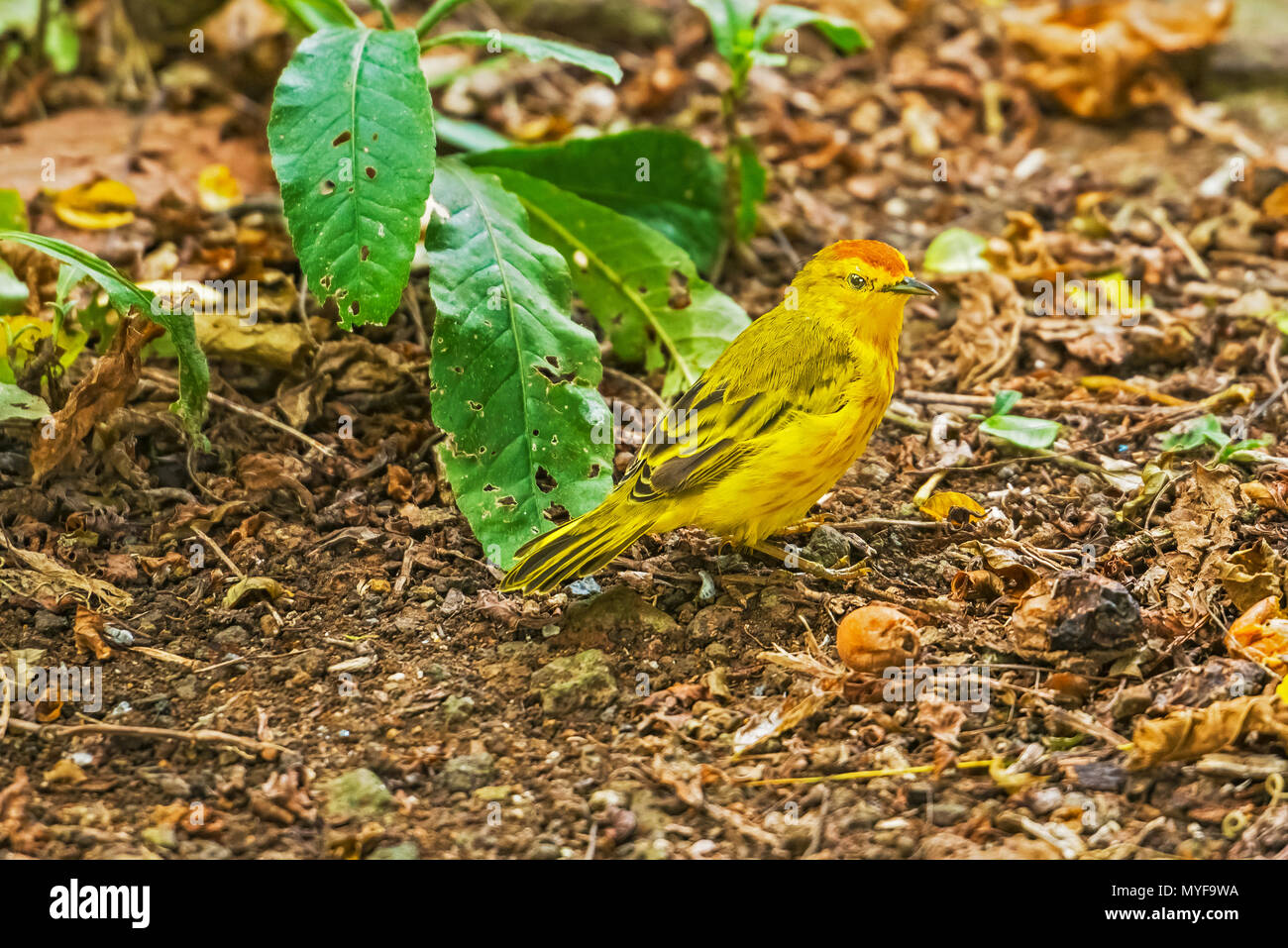 Paruline jaune mâle sur le terrain dans l'île de Santa Fe des Galapagos Banque D'Images