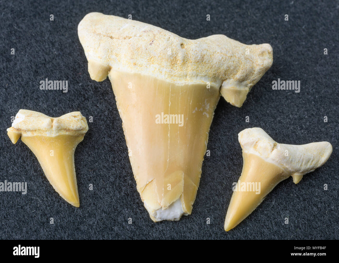 Dents de requin fossiles Photo Stock Alamy — free download