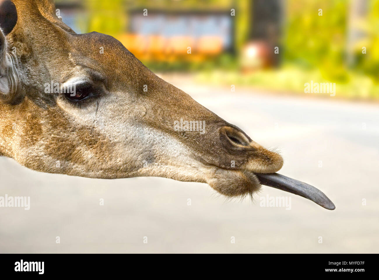 Les enfants à l'alimentation girafe zoo Banque D'Images