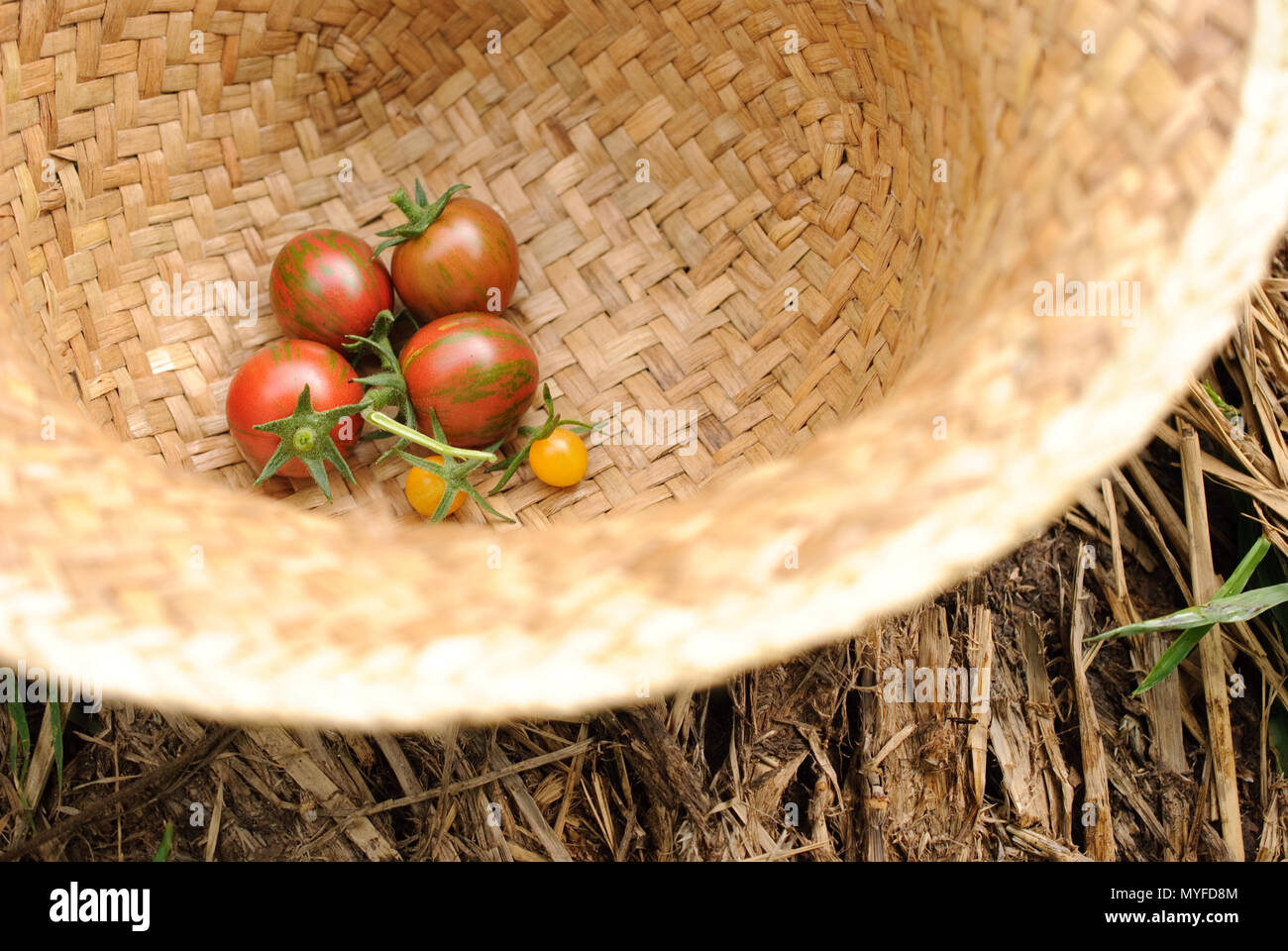 Mini frais de tomate une ferme biologique au Japon Banque D'Images