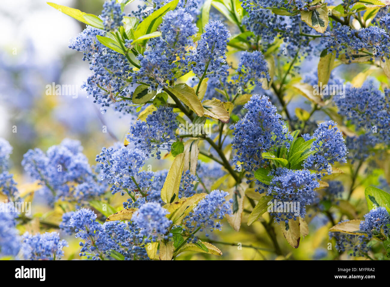 Ceanothus 'Pershore Zanzibar'. 'Lilas californien Pershore Zanzibar' Banque D'Images