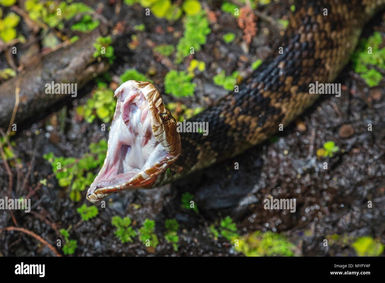 Un mocassin d'eau piscivores, Agkistrodon, bâiller ou stretching, montrant un fang et dents Banque D'Images