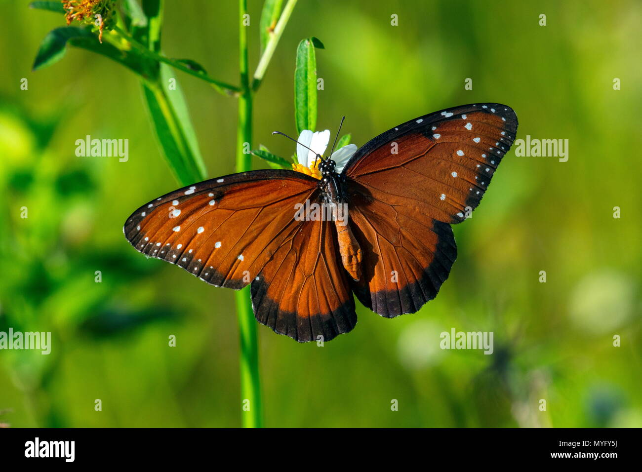 Un lit queen, papillon Danaus gilippus, se nourrir de pommes de terre marécageuse. Banque D'Images