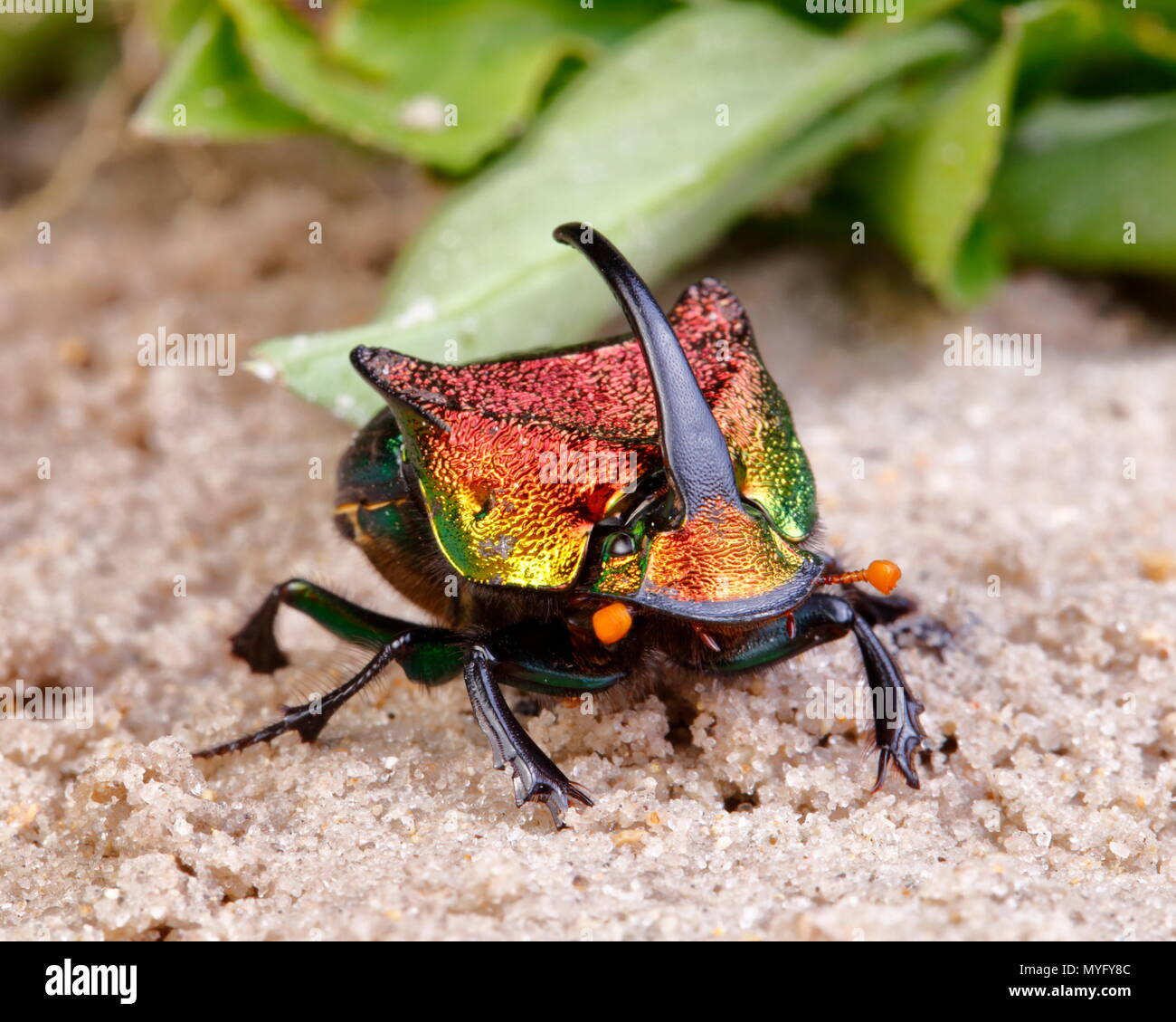 Un arc-en-ciel scarabée mâle, Phanaeus vindex, sur le sable. Banque D'Images