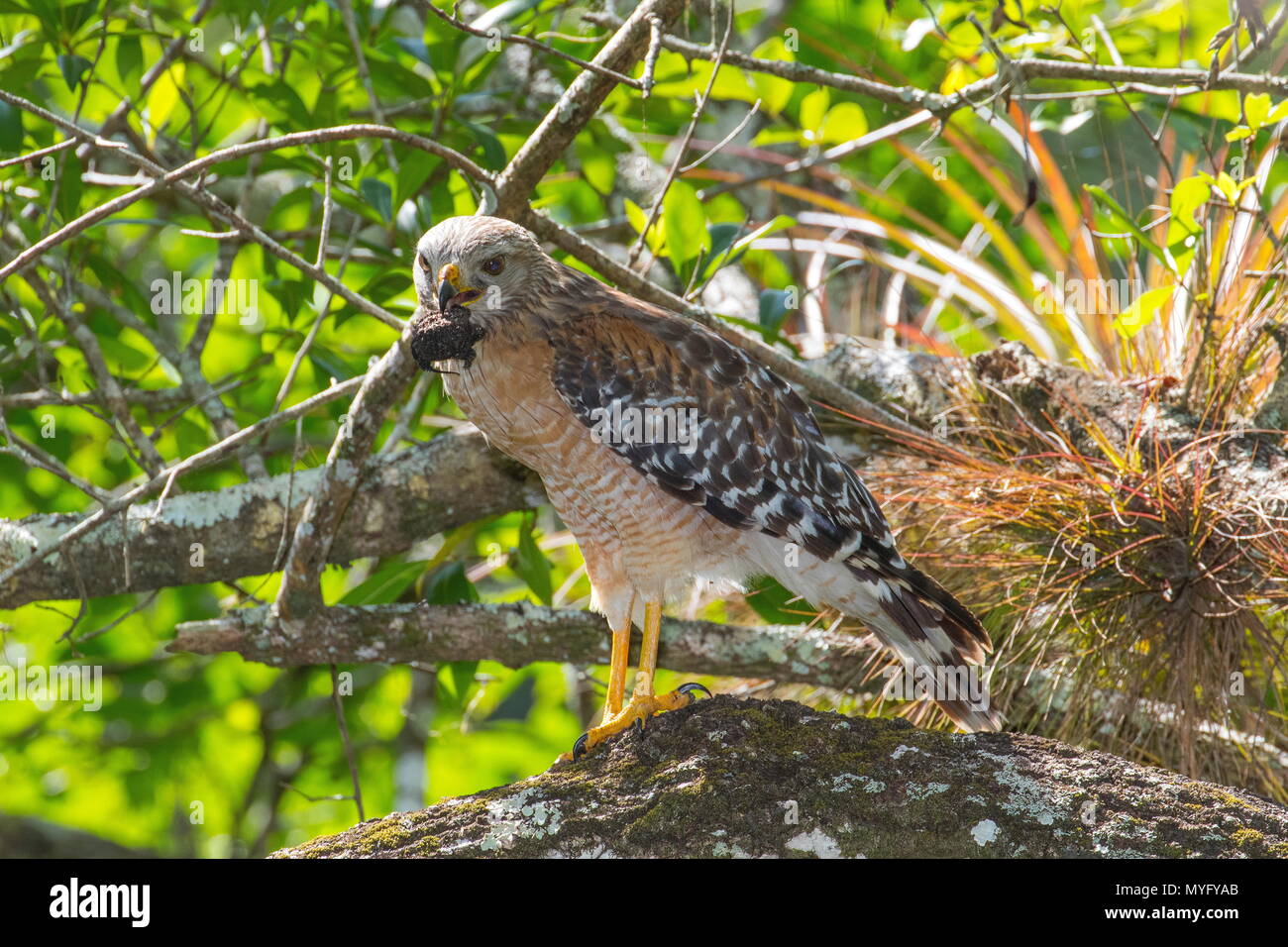 Ce red-shouldered Hawk Buteo lineatus, Floride, manger une tortue serpentine, Chelydra serpentina oceola. Banque D'Images