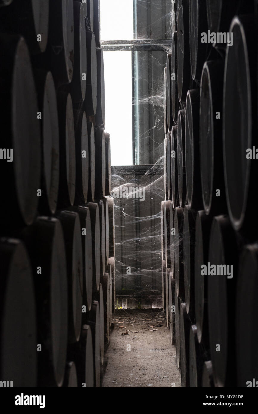 Toiles d'Araignée connecté à un tonneaux de vin stocké dans un hangar à maturité. Banque D'Images