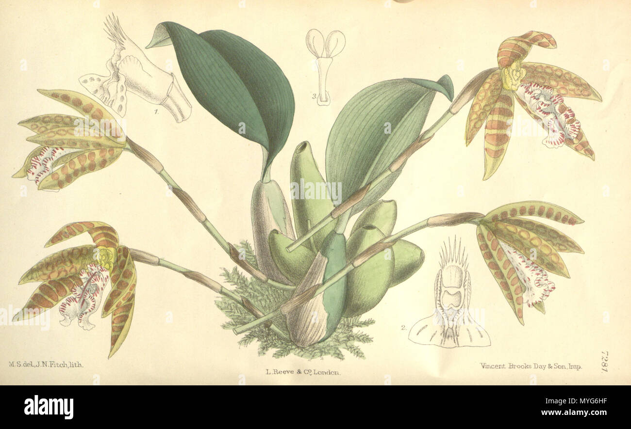 . Illustration de Helcia sanguinolenta (syn. Trichopilia sanguinolenta) . 1893. M. S. del. (  = Matilda Smith, 1854-1926), J. N. Fitch lith. (  = John Nugent Fitch, 1840-1927) Description par Joseph Dalton Hooker (1817-1911) 234 Helcia sanguinolenta (comme Trichopilia sanguinolenta) - Curtis' 119 (Ser. N° 3 49) pl. 7281 (1893) Banque D'Images