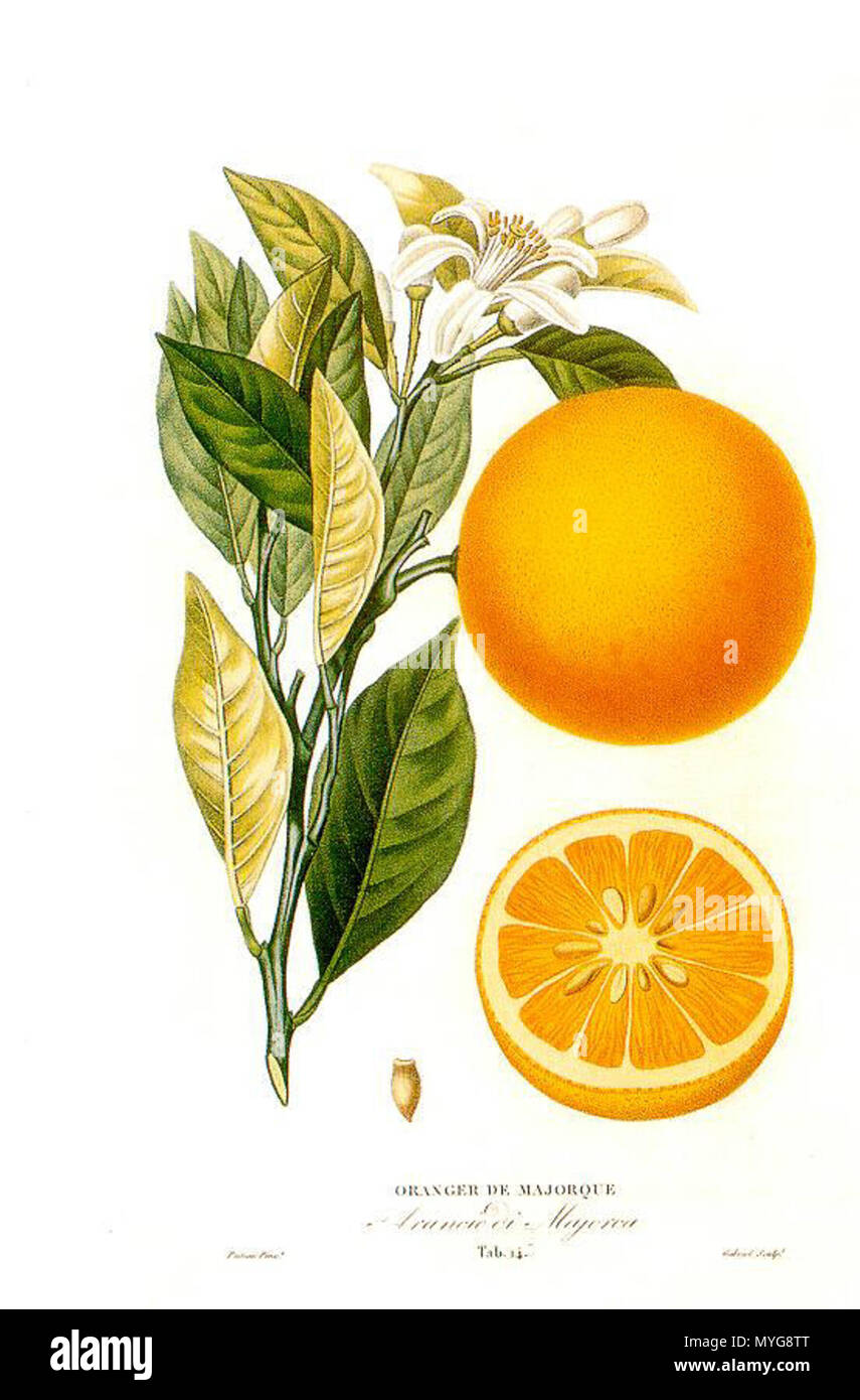 . Citrus sinensis (L.) Histoire et la culture des orangers A. Risso et A. Poiteau. -- Henri Plon, Paris, 1872 Editeur . 14 mai 2007. Massimo L. 242 Histoire et la culture des orangers A. Risso et A. Poiteau. -- Henri Plon, Paris, 1872 Editeur Banque D'Images