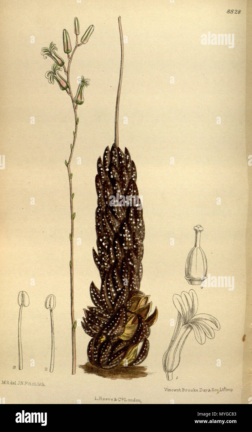 . Chalwini Haworthia Haworthia coarctata ( = var. coarctata), Xanthorrhoeaceae Asphodeloideae, . 1919. M.S. del., J.N.Fitch lith. 232 145-8828 Haworthia chalwini Banque D'Images