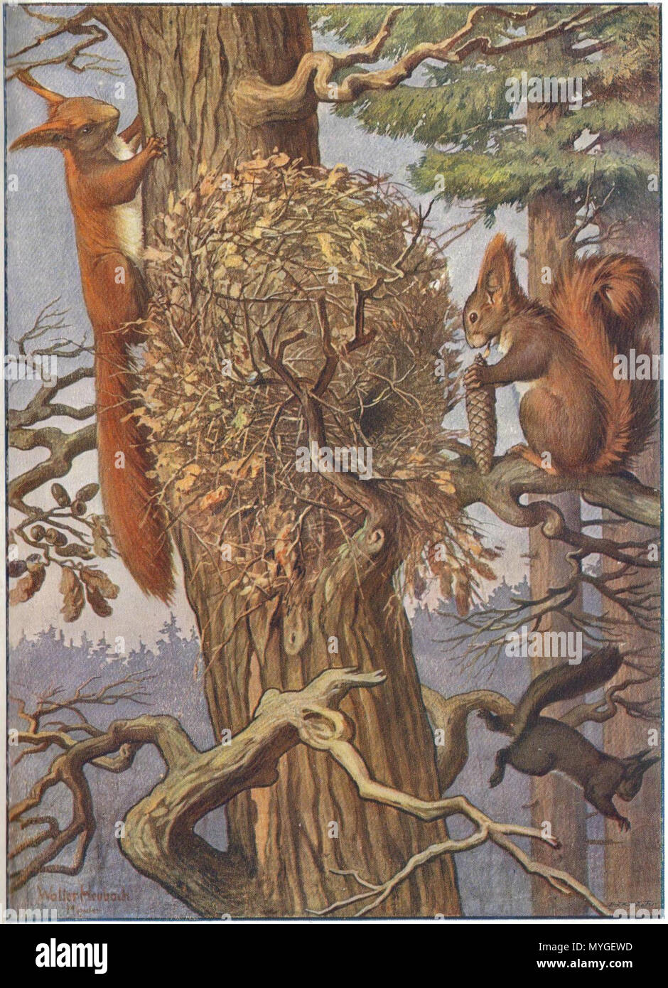 240 Heubach squirrel Banque D'Images