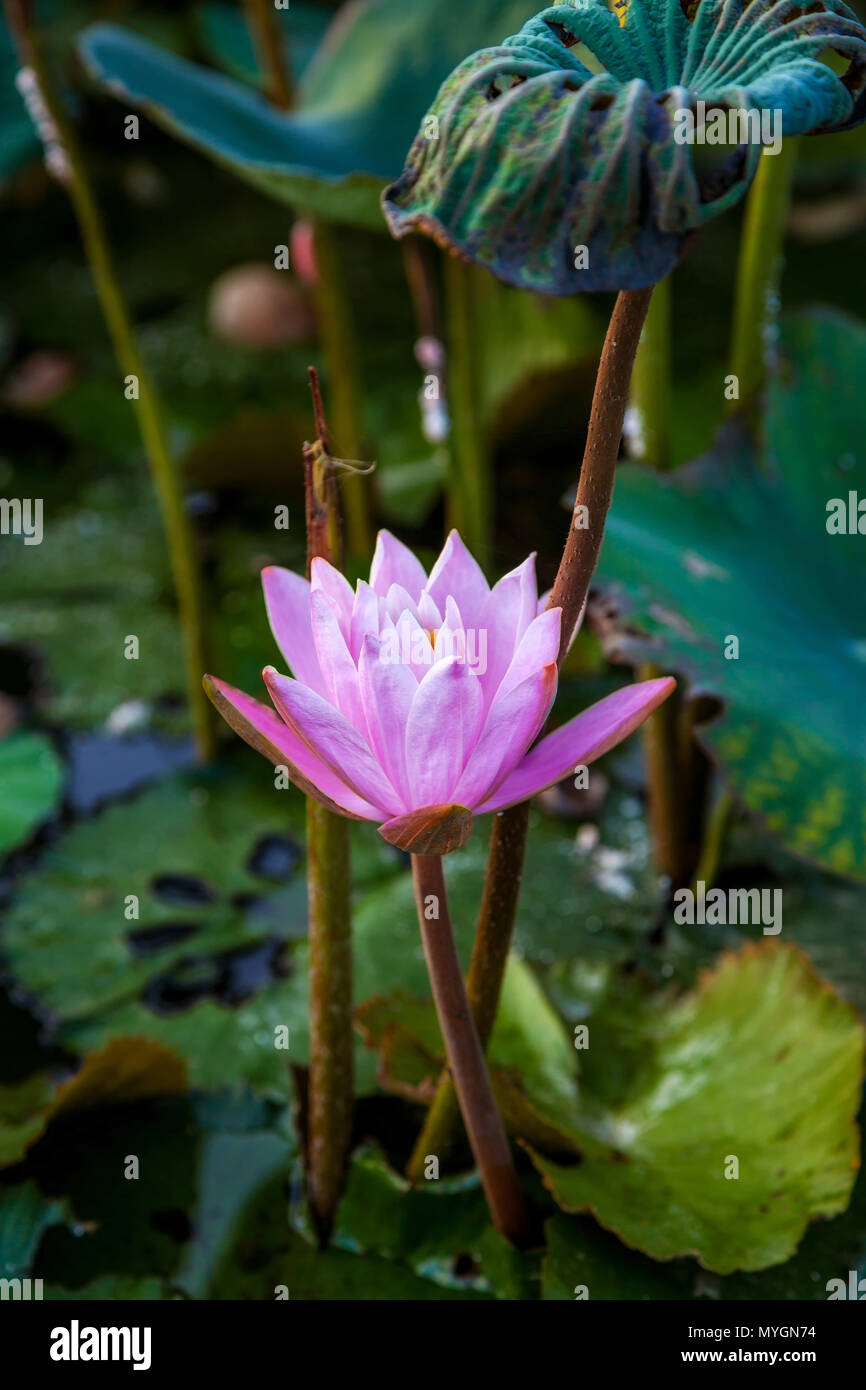 Fleur de lotus Banque D'Images