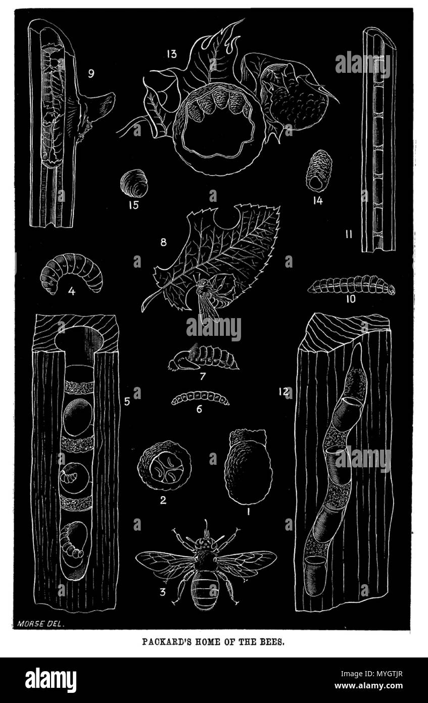 . Anglais : Fig. 1. Une cellule de l'Humble2170 ; grandeur nature, avec la masse de pollen construit sur le dessus. Fig. 2. Vue en bout de la même cellule, montrant les trois œufs pondus dans trois divisions de la cavité. Fig. 3. Xylocopa virginica, l'Abeille charpentière. Fig. 4. La larve de Xylocopa virginica, l'Abeille charpentière ; grandeur nature. Fig. 5. Le nid contenant des cellules de la même, avec les partitions et les masses polliniques, sur lequel la jeune larve est vu dans la loi de l'alimentation ; la taille naturelle. Fig. 6. Jeune larve d'Anthrax sinuosa ; vue de côté. Fig. 7. Nymphe d'Anthrax sinuosa ; vue de côté ; grandeur nature. Fig. 8. La feuille- Banque D'Images . Anglais : Fig. 1. Une cellule de l'Humble2170 ; grandeur nature, avec la masse de pollen construit sur le dessus. Fig. 2. Vue en bout de la même cellule, montrant les trois œufs pondus dans trois divisions de la cavité. Fig. 3. Xylocopa virginica, l'Abeille charpentière. Fig. 4. La larve de Xylocopa virginica, l'Abeille charpentière ; grandeur nature. Fig. 5. Le nid contenant des cellules de la même, avec les partitions et les masses polliniques, sur lequel la jeune larve est vu dans la loi de l'alimentation ; la taille naturelle. Fig. 6. Jeune larve d'Anthrax sinuosa ; vue de côté. Fig. 7. Nymphe d'Anthrax sinuosa ; vue de côté ; grandeur nature. Fig. 8. La feuille- Banque D'Images