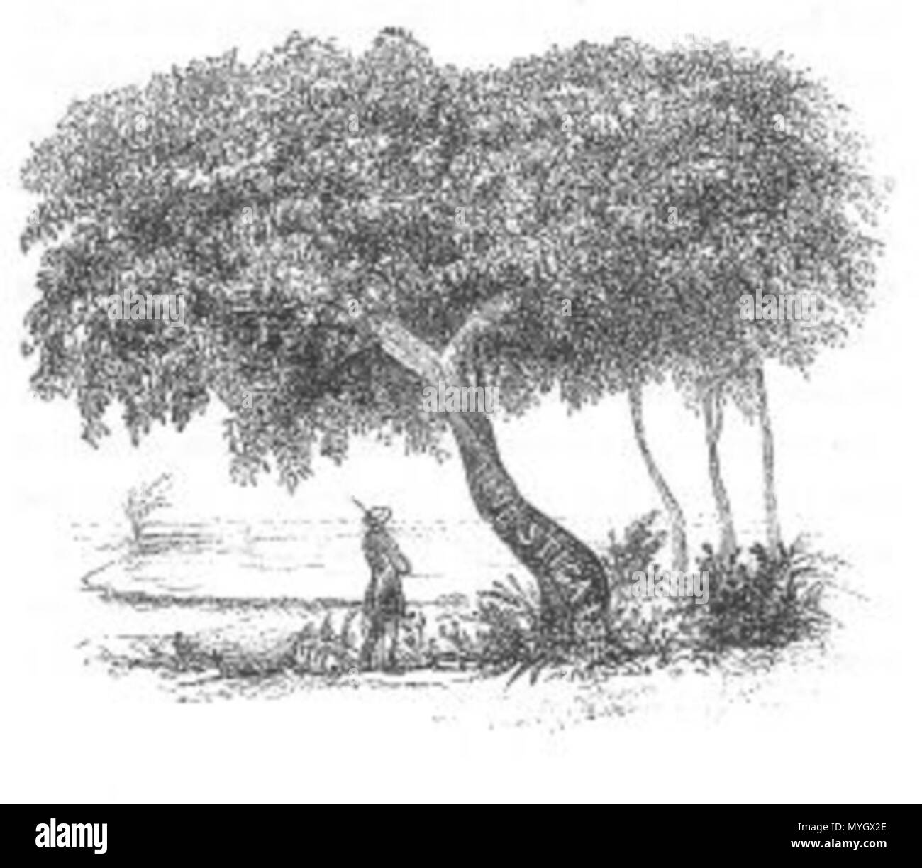 . C'est une image intéressante intitulée "arbre" du Volume 2 de John Lort Stokes' livre 1846 Découvertes en Australie. 1846. John Lort Stokes 258 Arbre intéressant (découvertes en Australie) Banque D'Images