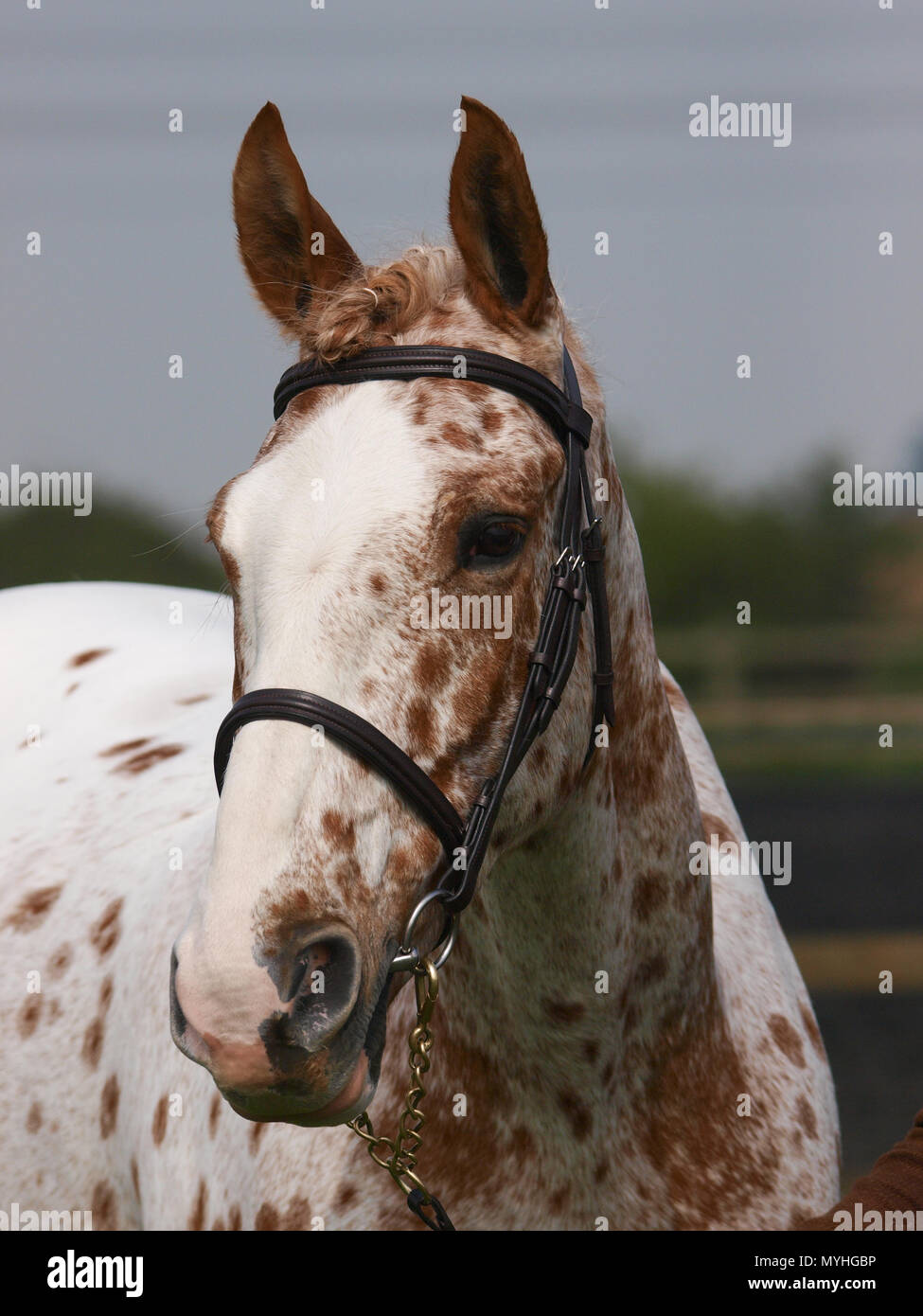 Un coup de tête d'un cheval dans une bride. Banque D'Images