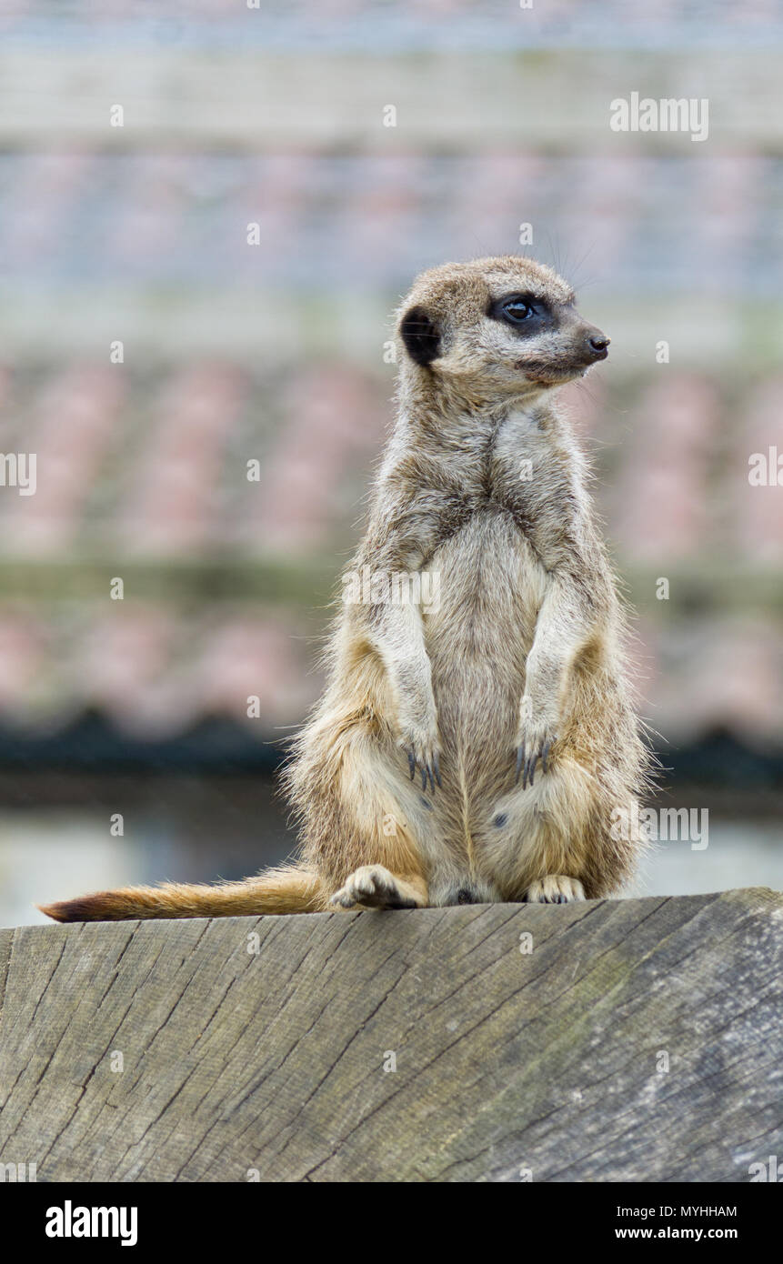 Un seul Cat sitting on a wooden post avec un arrière-plan flou ; le zoo à Castle Ashby Gardens, Northamptonshire, Angleterre Banque D'Images