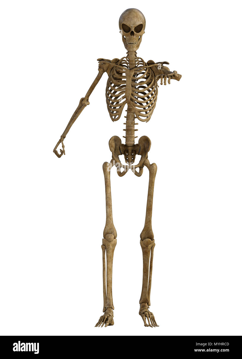 Squelette humain corps plein isolé sur blanc. Banque D'Images