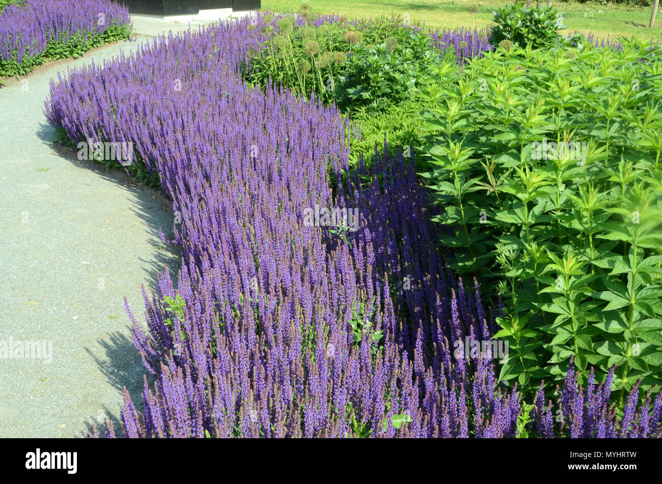 Parterre avec le périmètre extérieur en mauve, salvia nemorosa fleurs. Banque D'Images