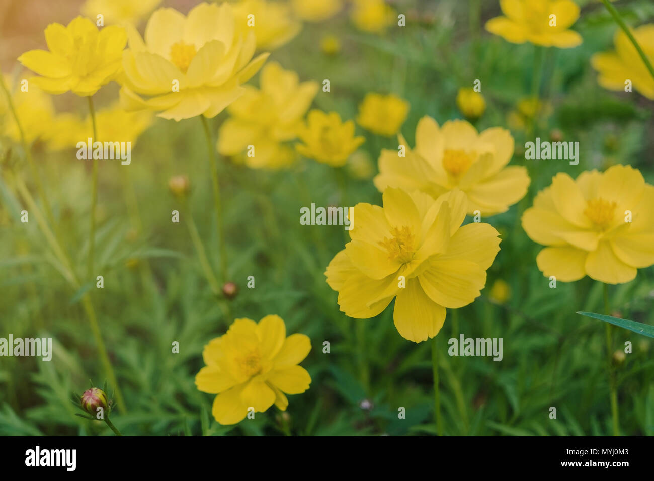 Close-up of Cosmos fleur et fleur jaune sur la route de starship, Macro de  fleur dans le jardin sur le matin Photo Stock - Alamy