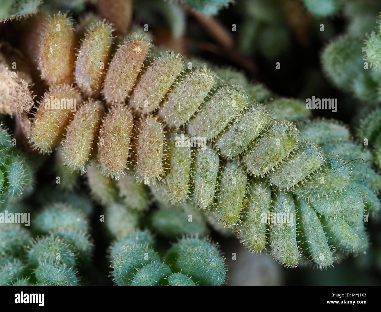 Palmier (Sedum orpin Corse) laisse close-up Banque D'Images