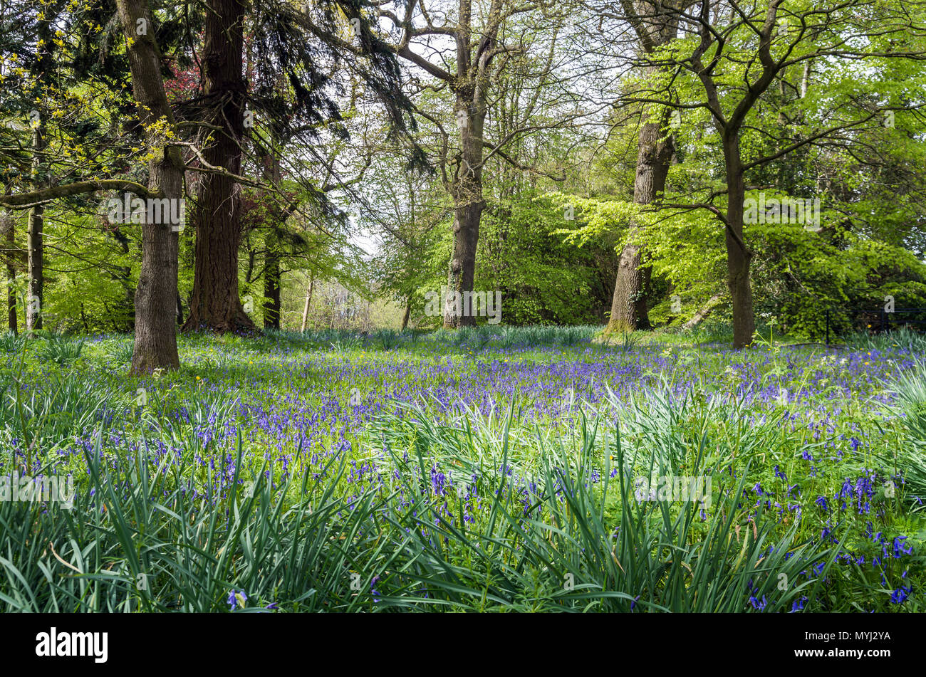 Une jolie image de bluebells tapis du sol de la forêt. Banque D'Images