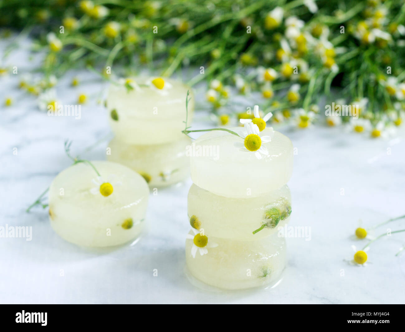 Des cubes de glace de Camomille Camomille et à des fins esthétiques sur un arrière-plan d'un bouquet de marguerites. Focus sélectif. Banque D'Images