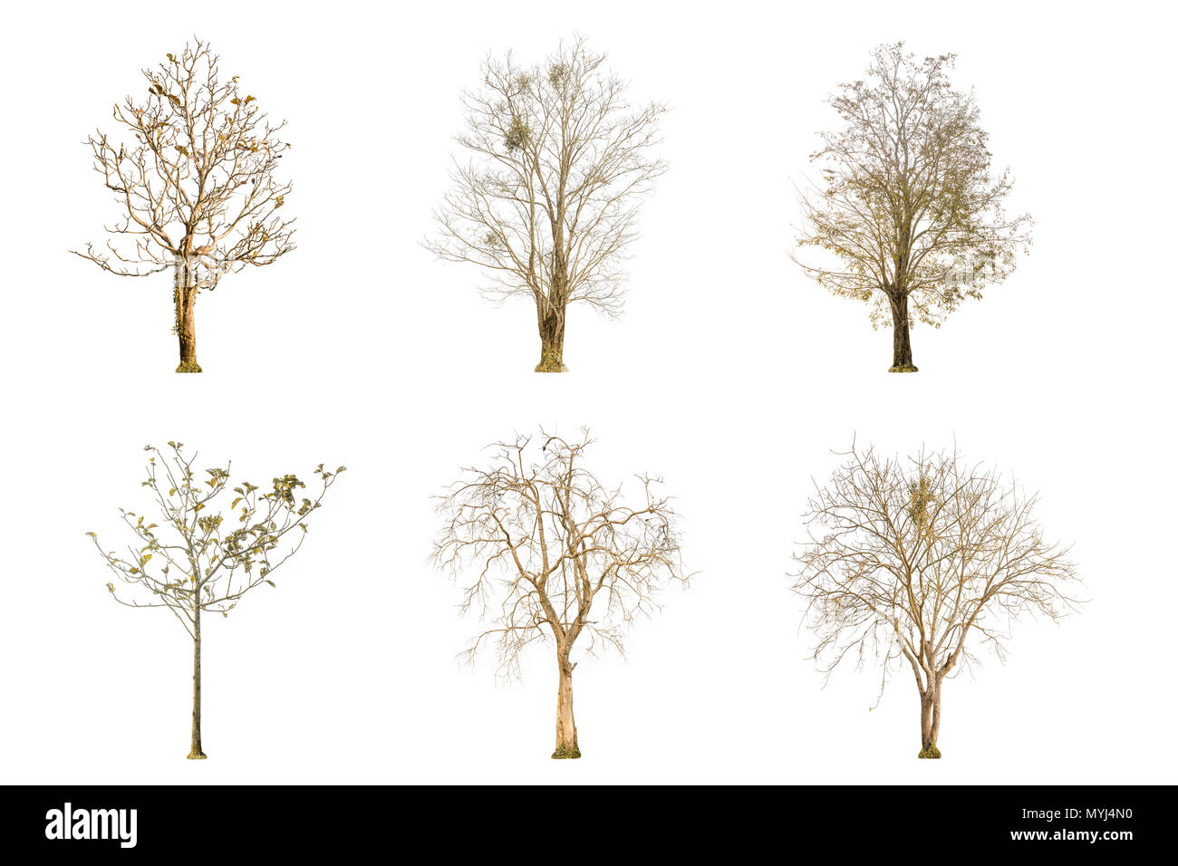 Ensemble d'arbre sec forme et branche d'arbre sur fond blanc pour l'isolement, plusieurs arbre mort sur fond blanc avec chemin de détourage. Banque D'Images