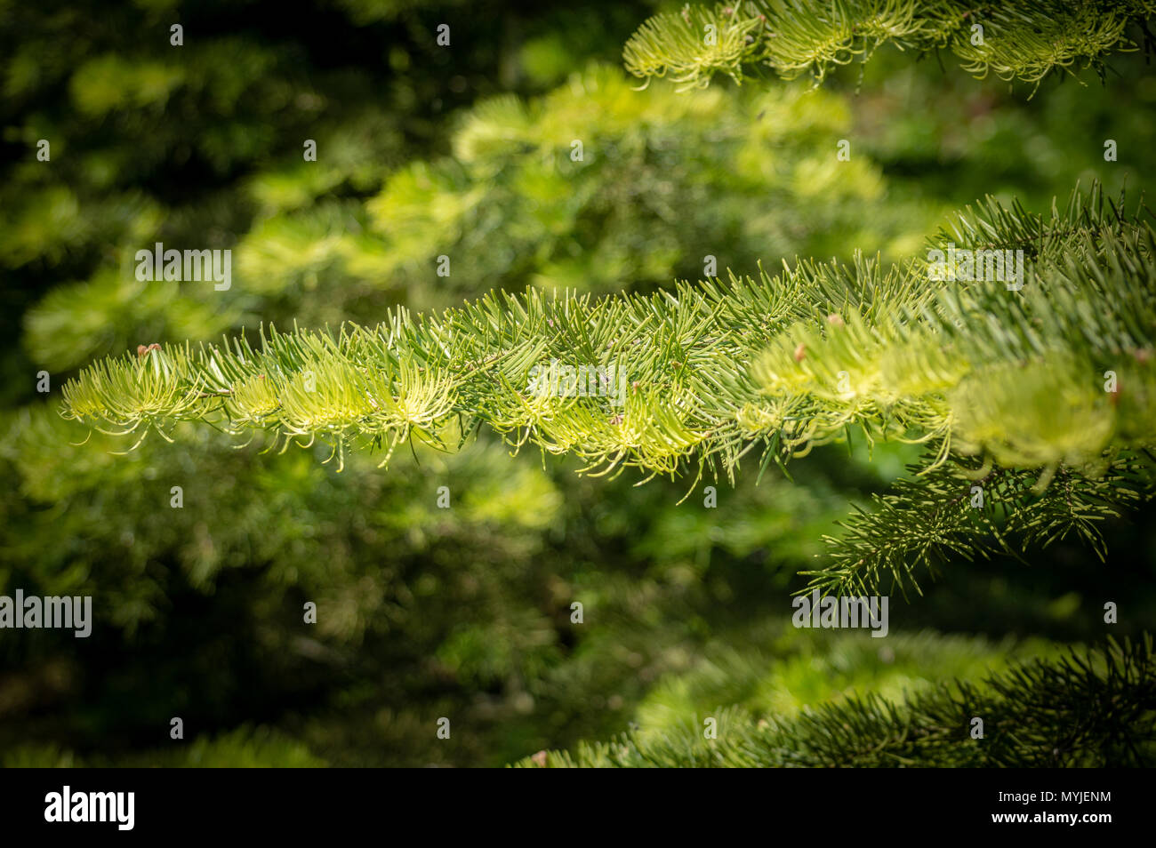 Résumé de la direction éclairée par le sapin contre un fond vert naturel, à l'aide d'une faible profondeur de champ. Banque D'Images