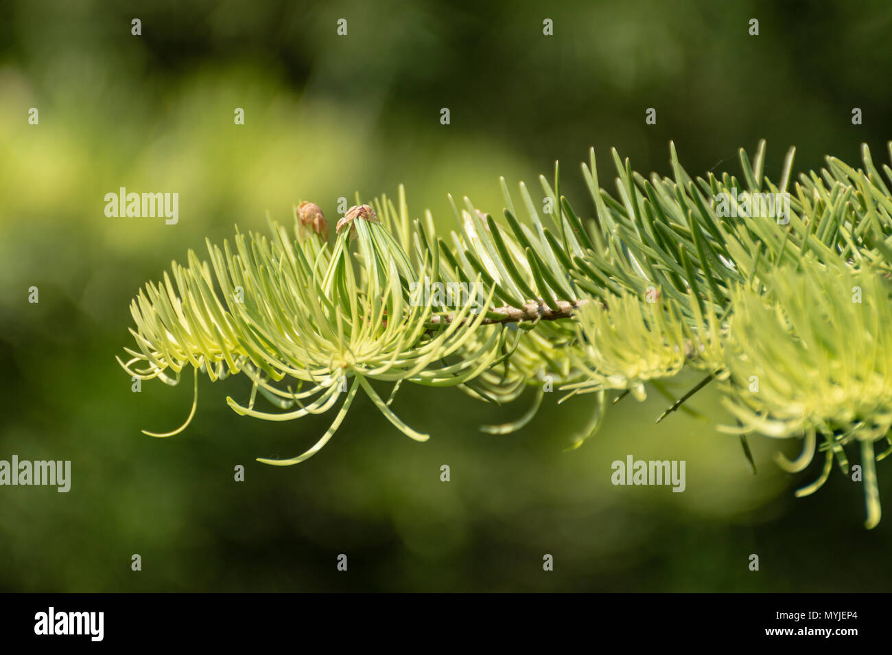 Résumé de la direction éclairée par le sapin contre un fond vert naturel, à l'aide d'une faible profondeur de champ. Banque D'Images