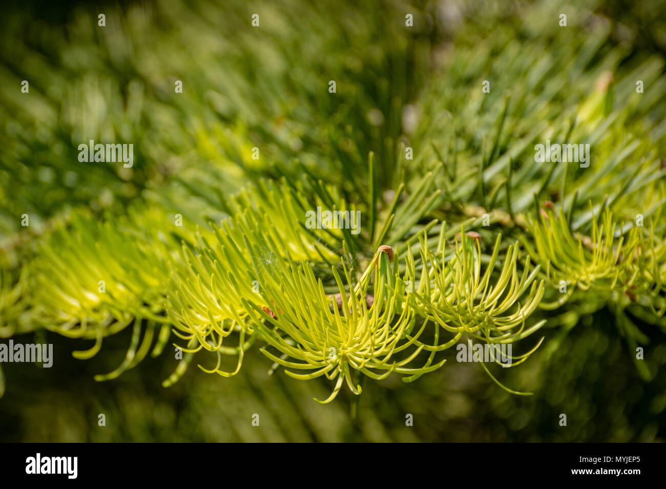 Résumé de la direction éclairée par le sapin contre un fond vert naturel, à l'aide d'une faible profondeur de champ. Banque D'Images