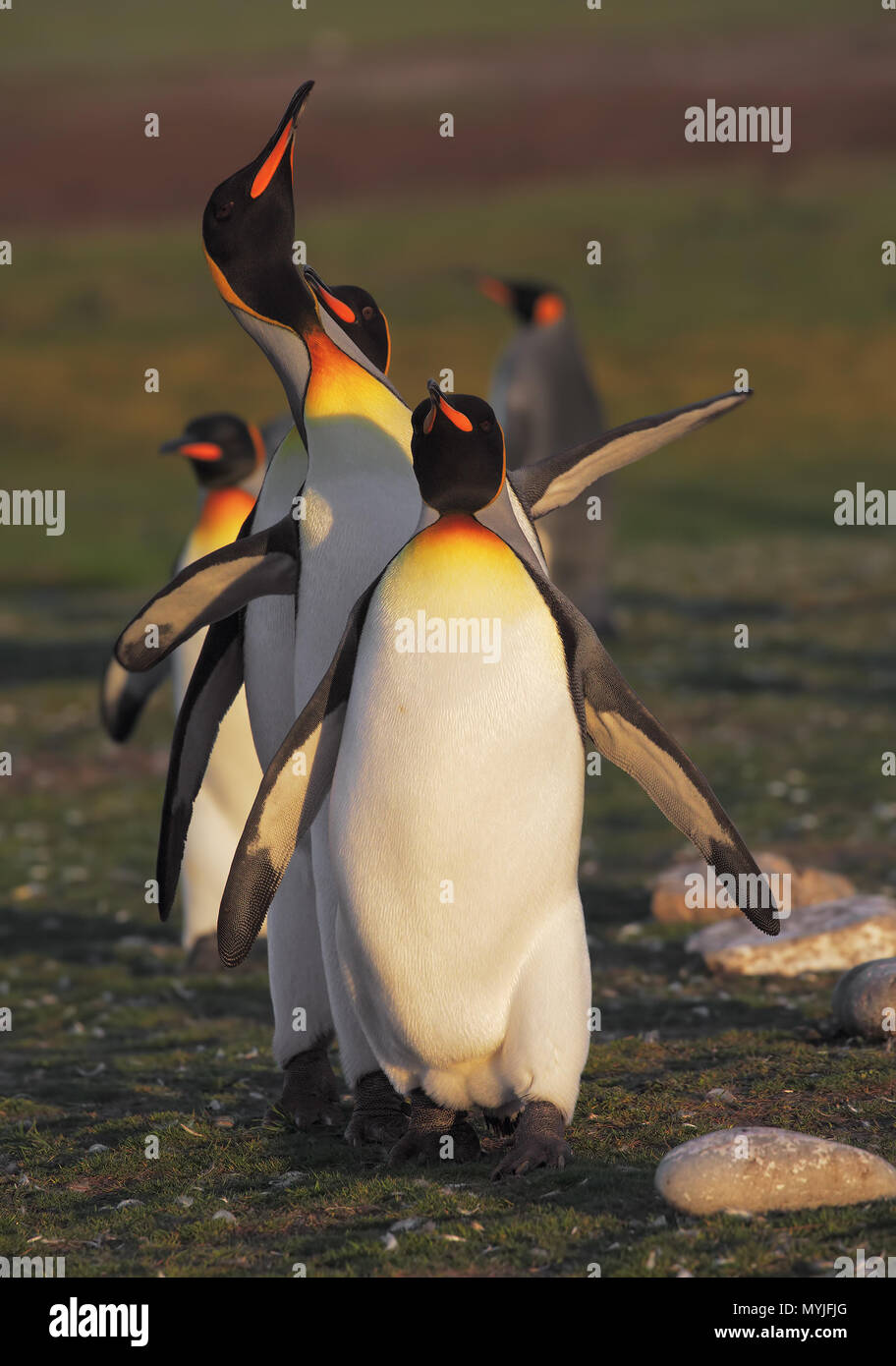 Penguins de roi Banque D'Images
