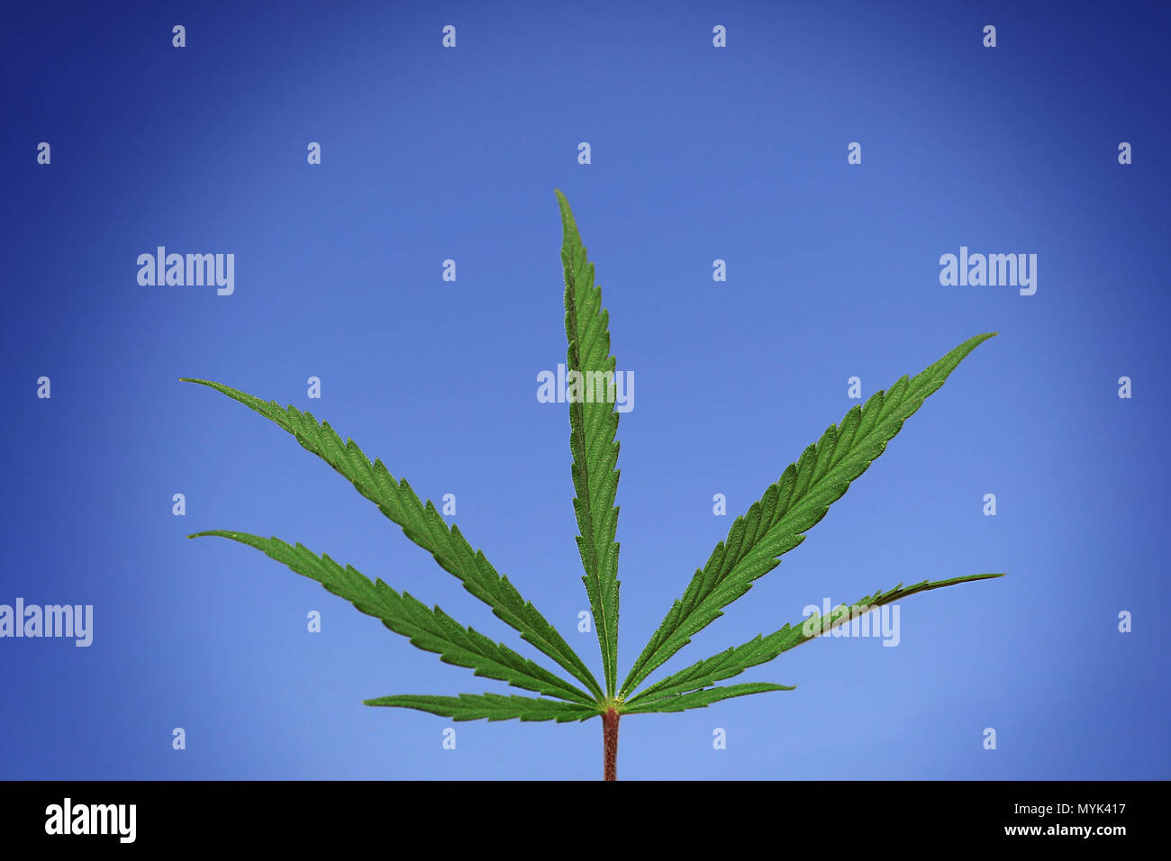 Une feuille de Cannabis Sativa isolés contre un ciel bleu. Banque D'Images