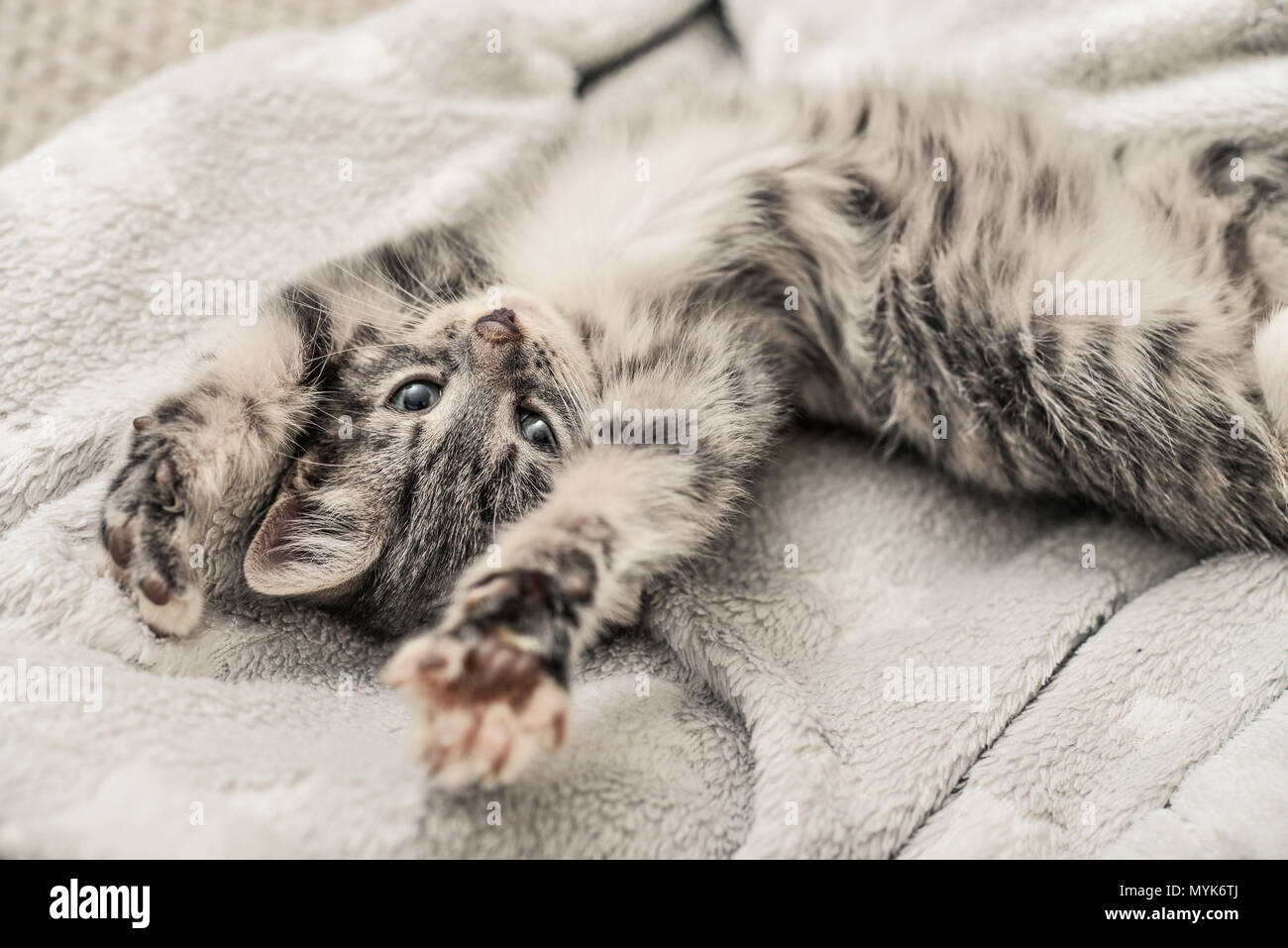 Mignon petit chaton gris couché sur canapé libre Banque D'Images