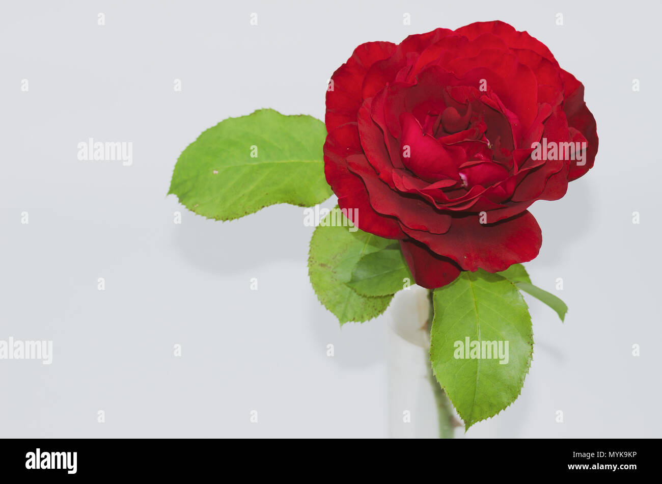 Photo De Zinnia Fleur Rose Sur Fond Blancnuméro De L