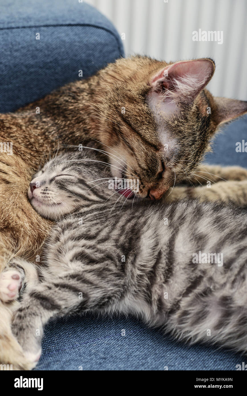 Maman un chat léchant le chaton sur le canapé bleu closeup Banque D'Images