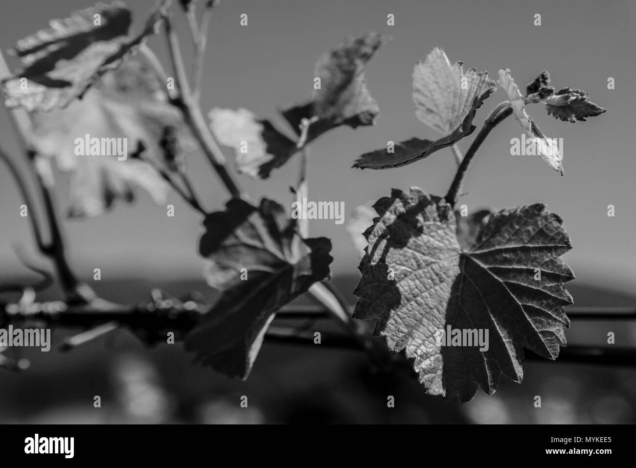 Vigne verte avec de petites grappes de raisin. Photo en noir et blanc. Banque D'Images