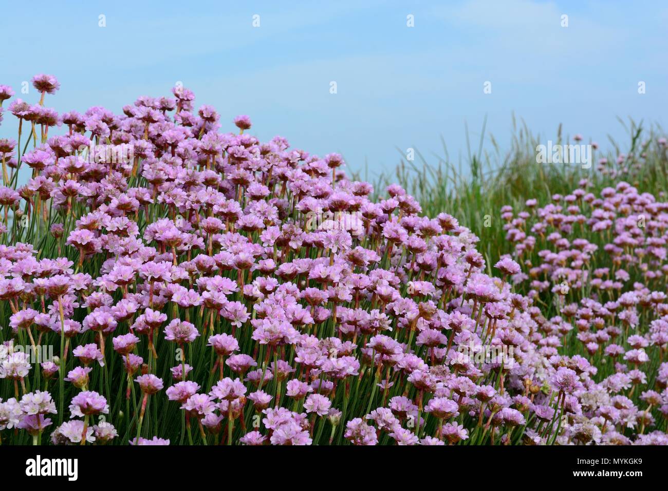 Fleurs d'épargne sur l'Arménie maritima Chemin de Pembrokeshire Coast om un matin brumeux All Wales coast path Cymru UK Banque D'Images