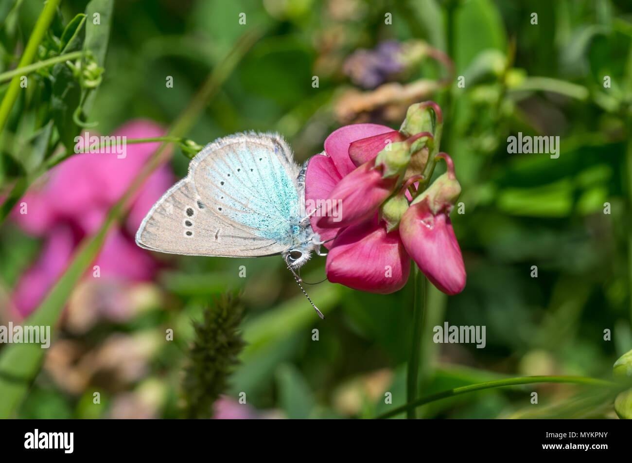 Scène d'été avec des pois et de fleurs sauvages bleu commun (Polyommatus icarus) nectar de succion papillon Banque D'Images