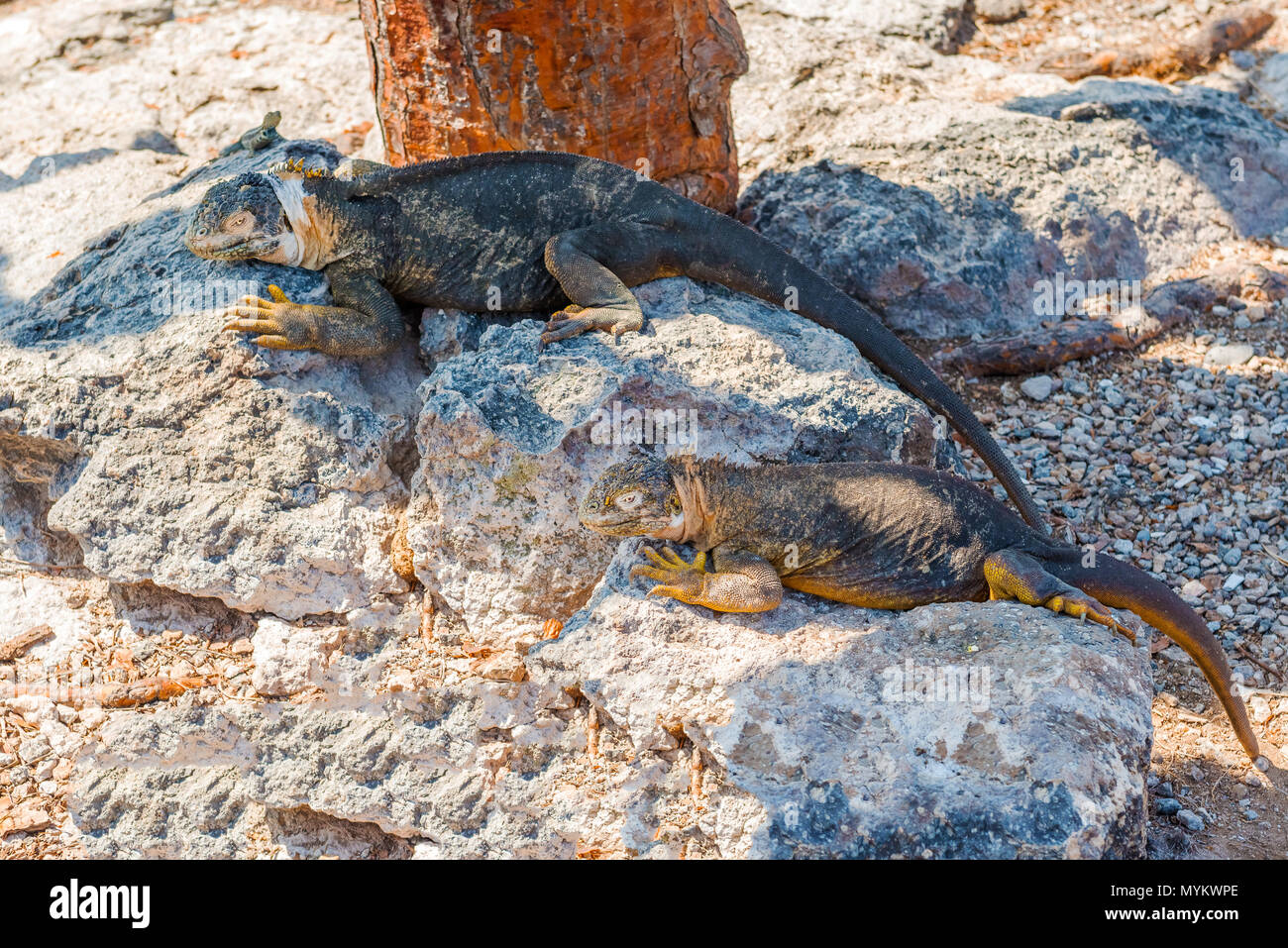 Terre Sauvage iguana (Conolophus pallidus) sur l'île de Santa Fe aux Galápagos, Équateur Banque D'Images