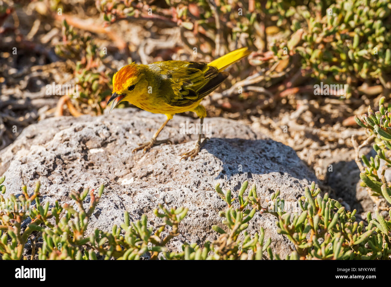 Paruline jaune mâle sur le rocher dans la région de Santa Fe Island des Galapagos Banque D'Images