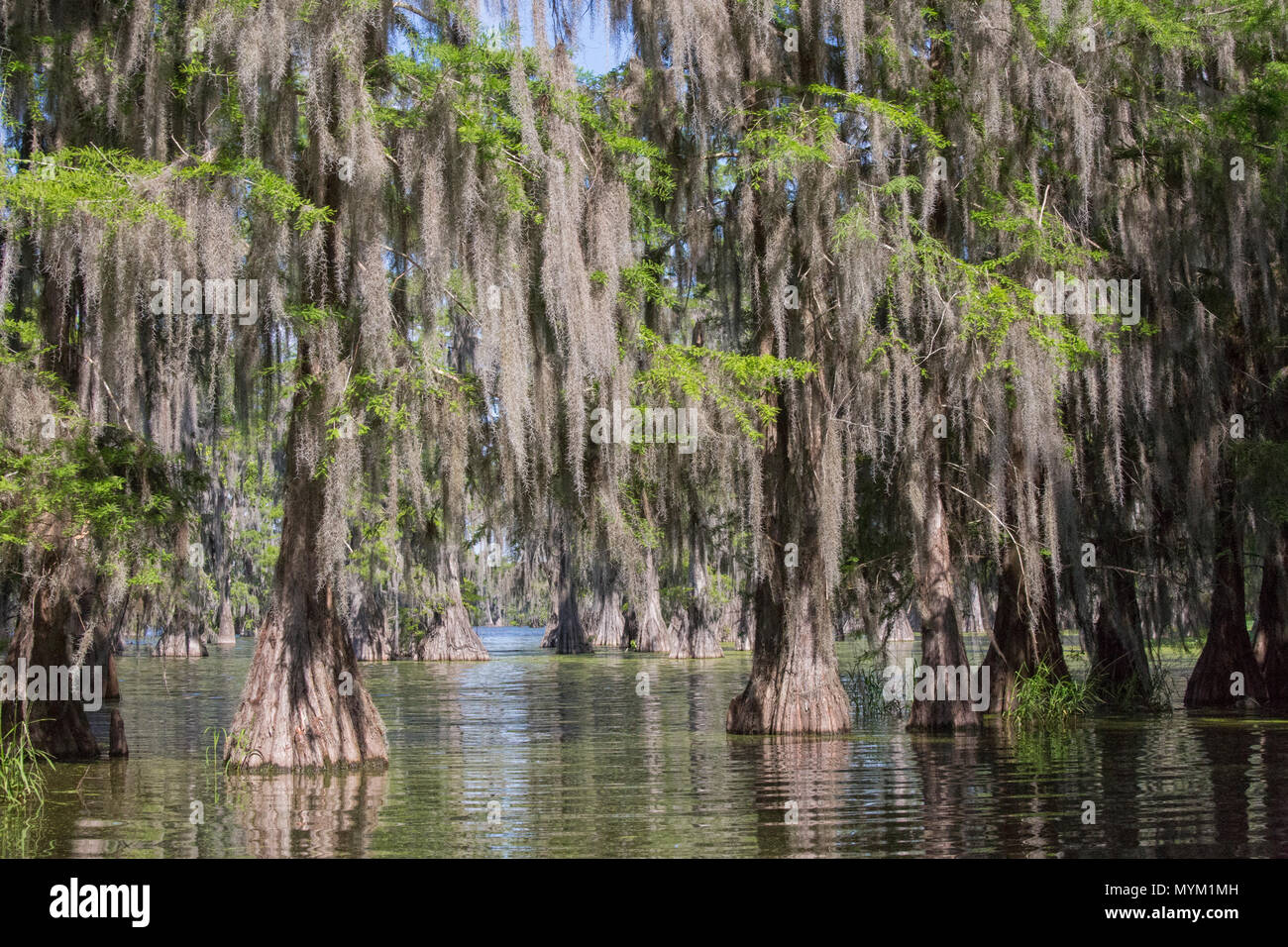 Cyprès chauve (Taxodium distichum) ; Lac Martin, Breaux Bridge, bassin Atchafalaya, Sud des États-Unis, États-Unis d'Amérique du Nord ; Banque D'Images