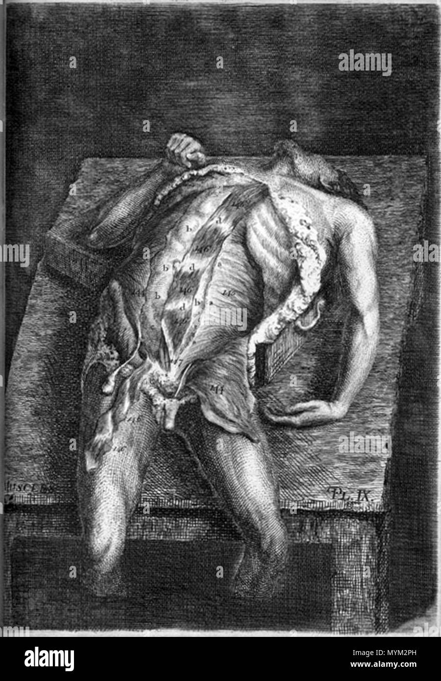 . John Bell (1763-1820) : gravures de l'os, muscles, articulations et…. London : Longman, Hurst pour imprimé, Rees, et l'Orme…et T. Cadell et W. Davies…, 1810. Janvier 2008. McLeod 69 Bell a ouvert body Banque D'Images
