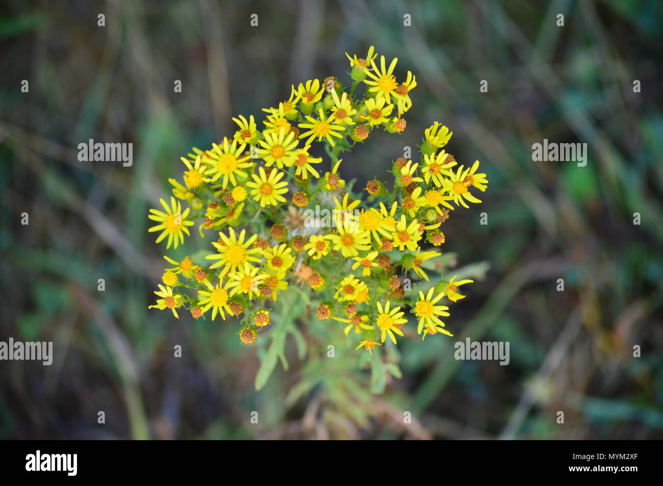 Marguerite jaune dans les prés d'Rebedul à Lugo. Fleurs Paysages la Nature. 18 août, 2016. Rebedul Becerrea Lugo Galice Espagne. Banque D'Images
