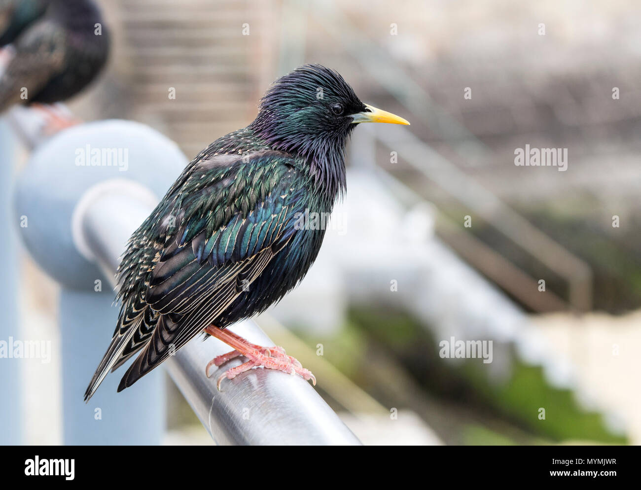 Étourneau sansonnet (Sturnus vulgaris) Perché sur une main courante en milieu urbain, UK Banque D'Images